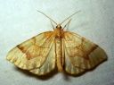 Eulithis_mellinata_viinimarjamittari_IMG_8132.JPG