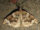 Eulithis_prunata_puistomittari_IMG_3271.JPG