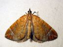 Eulithis_testata_elomittari_IMG_1046.JPG