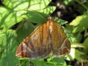 Eulithis_testata_elomittari_IMG_1224.JPG