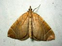 Eulithis_testata_elomittari_IMG_6446.JPG