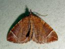 Eulithis_testata_elomittari_IMG_6798.JPG