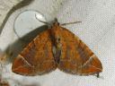 Eulithis_testata_elomittari_IMG_7210.JPG