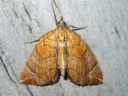 Eulithis_testata_elomittari_IMG_7922.JPG