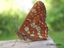 Euphydryas_maturna_kirjoverkkoperhonen_1_6_2016.JPG