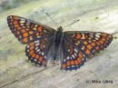 Euphydryas_maturna_kirjoverkkoperhonen_1_6_2016_28229.JPG