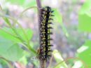 Euphydryas_maturna_larva_kirjoverkkoperhonen_toukka_IMG_0110.JPG