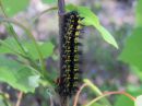 Euphydryas_maturna_larva_kirjoverkkoperhonen_toukka_IMG_0111.JPG