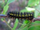 Euphydryas_maturna_larva_kirjoverkkoperhonen_toukka_IMG_0112.JPG