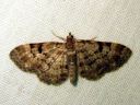 Eupithecia_abietaria_kuusensiemenmittari_IMG_2169.JPG