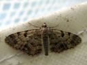 Eupithecia_abietaria_kuusensiemenmittari_IMG_2355.JPG