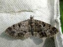 Eupithecia_abietaria_kuusensiemenmittari_IMG_3699.JPG