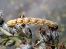 Eupithecia_absinthiata_larva_mykeropikkumittari_toukka_IMG_3762.jpg