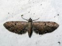 Eupithecia_absinthiata_mykeropikkumittari_IMG_1502.JPG