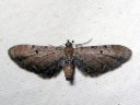 Eupithecia_absinthiata_mykeropikkumittari_IMG_2495.JPG