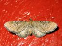 Eupithecia_absinthiata_mykeropikkumittari_IMG_2565.JPG