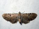 Eupithecia_absinthiata_mykeropikkumittari_IMG_3402.JPG