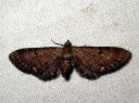 Eupithecia_absinthiata_mykeropikkumittari_IMG_4591.JPG