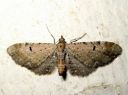 Eupithecia_absinthiata_mykeropikkumittari_IMG_6732.JPG