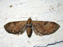 Eupithecia_absinthiata_mykeropikkumittari_IMG_9611.JPG