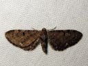 Eupithecia_assimilata_herukkapikkumittari_IMG_0254.JPG
