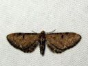 Eupithecia_assimilata_herukkapikkumittari_IMG_0255.JPG