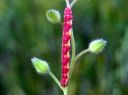 Eupithecia_centaureata_larva_valkopikkumittari_toukka_IMG_2386.JPG