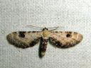 Eupithecia_centaureata_valkopikkumittari_IMG_4015.JPG