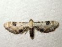 Eupithecia_centaureata_valkopikkumittari_IMG_5009.JPG