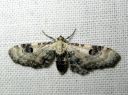 Eupithecia_centaureata_valkopikkumittari_IMG_8443.JPG