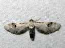 Eupithecia_centaureata_valkopikkumittari_IMG_8613.JPG