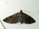 Eupithecia_conterminata_kuusipikkumittari_IMG_5700.JPG