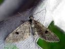 Eupithecia_conterminata_kuusipikkumittari_IMG_6332.JPG