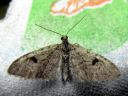 Eupithecia_conterminata_kuusipikkumittari_IMG_6334.JPG