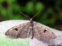 Eupithecia_conterminata_kuusipikkumittari_IMG_6335.JPG