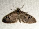 Eupithecia_conterminata_kuusipikkumittari_IMG_6456.JPG