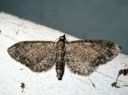 Eupithecia_denotata_kellopikkumittari_IMG_2536.JPG