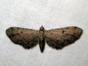 Eupithecia_denotata_kellopikkumittari_IMG_7634.JPG