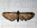 Eupithecia_denotata_kellopikkumittari_IMG_8267.JPG