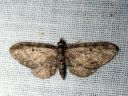 Eupithecia_denotata_kellopikkumittari_IMG_8317.JPG