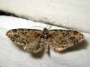 Eupithecia_exiguata_pihlajapikkumittari_IMG_4982.JPG