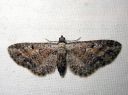 Eupithecia_icterata_karsamopikkumittari_IMG_3686.JPG