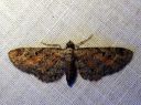 Eupithecia_icterata_karsamopikkumittari_IMG_4474.JPG