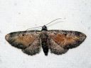 Eupithecia_icterata_karsamopikkumittari_IMG_7087.JPG