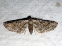 Eupithecia_icterata_karsamopikkumittari_IMG_7600.JPG