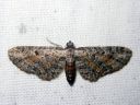 Eupithecia_icterata_karsamopikkumittari_IMG_7633.JPG