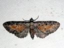 Eupithecia_icterata_karsamopikkumittari_IMG_7878.JPG