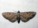 Eupithecia_icterata_karsamopikkumittari_IMG_8110.JPG