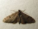 Eupithecia_indigata_mantypikkumittari_IMG_4724.JPG