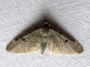 Eupithecia_indigata_mantypikkumittari_IMG_4727.JPG